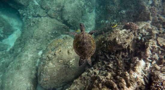 tartaruga d'acqua