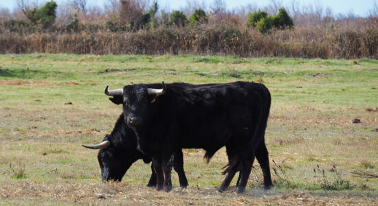toro