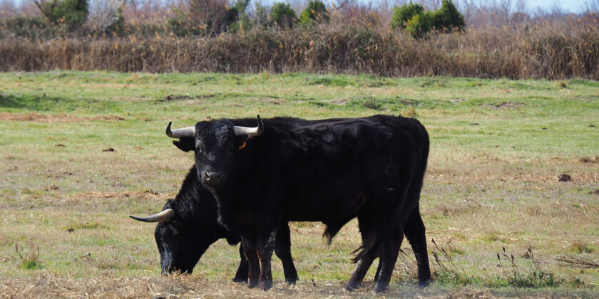 toro