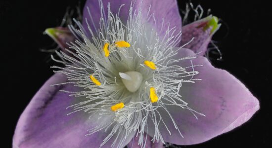 tradescantia nanouk