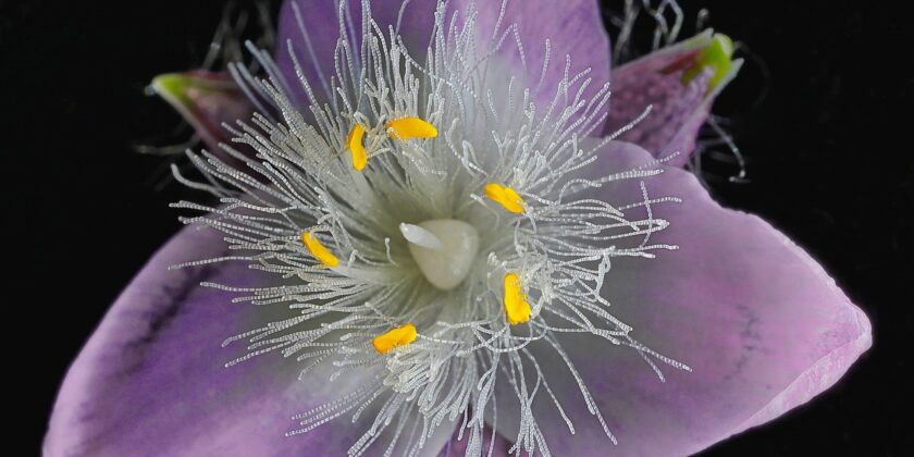 tradescantia nanouk