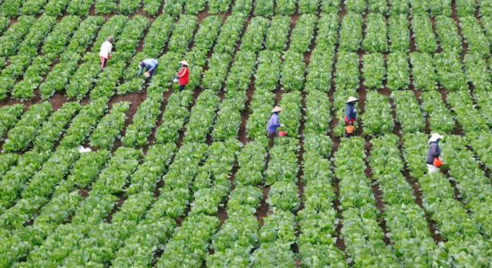 Al via le domande di disoccupazione agricola