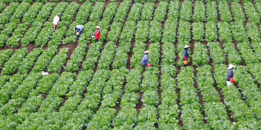 Al via le domande di disoccupazione agricola