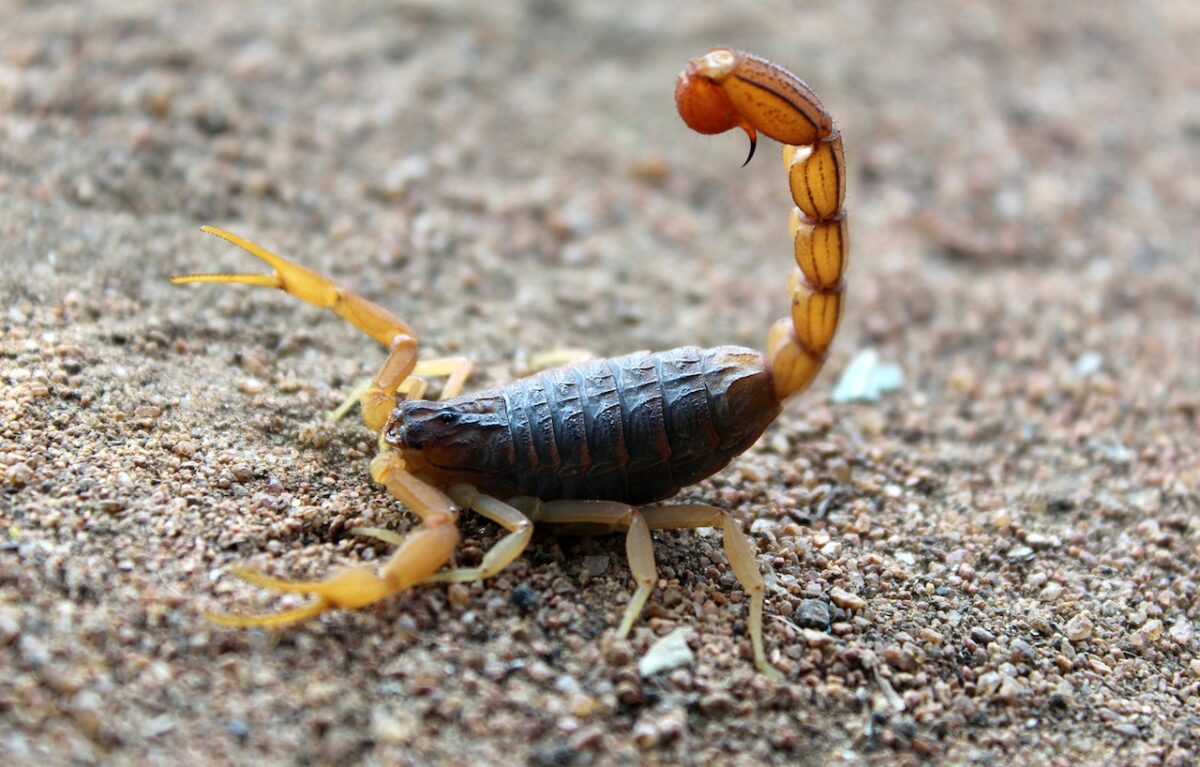 Attenzione a tradire lo Scorpione e il segno più vendicativo-proiezionidiborsa.it