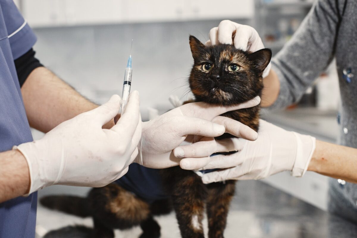 Bisogna chiamare subito il veterinario e fare un controllo-proiezionidiborsa.it