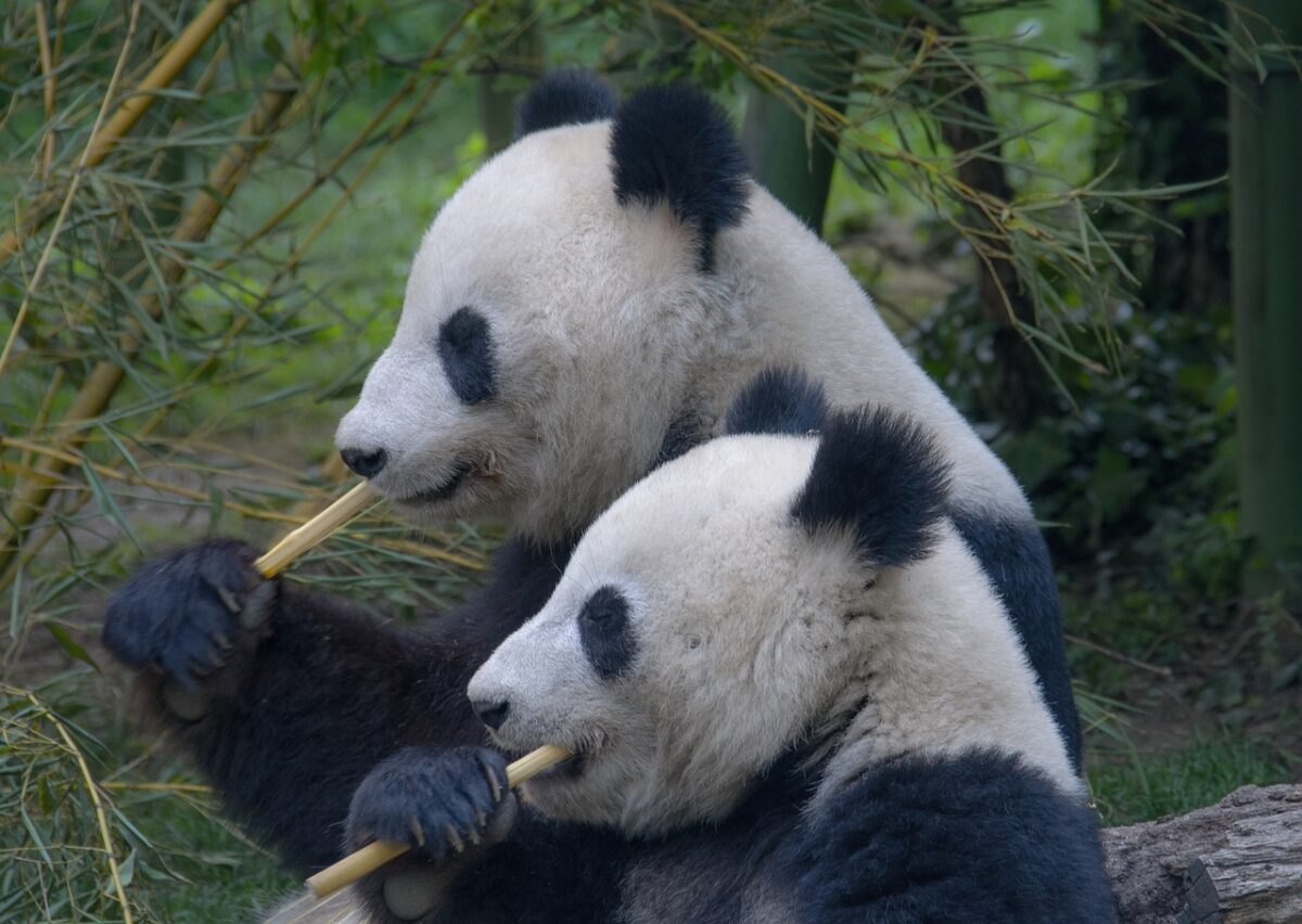 Bisogna nutrire, pulire e prendersi cura dei panda-proiezionidiborsa.it