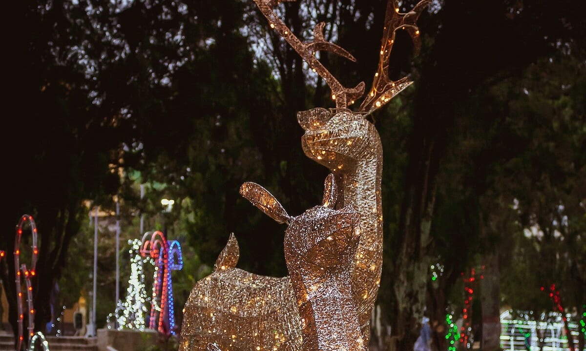 Cervo illuminato da mille lucine
