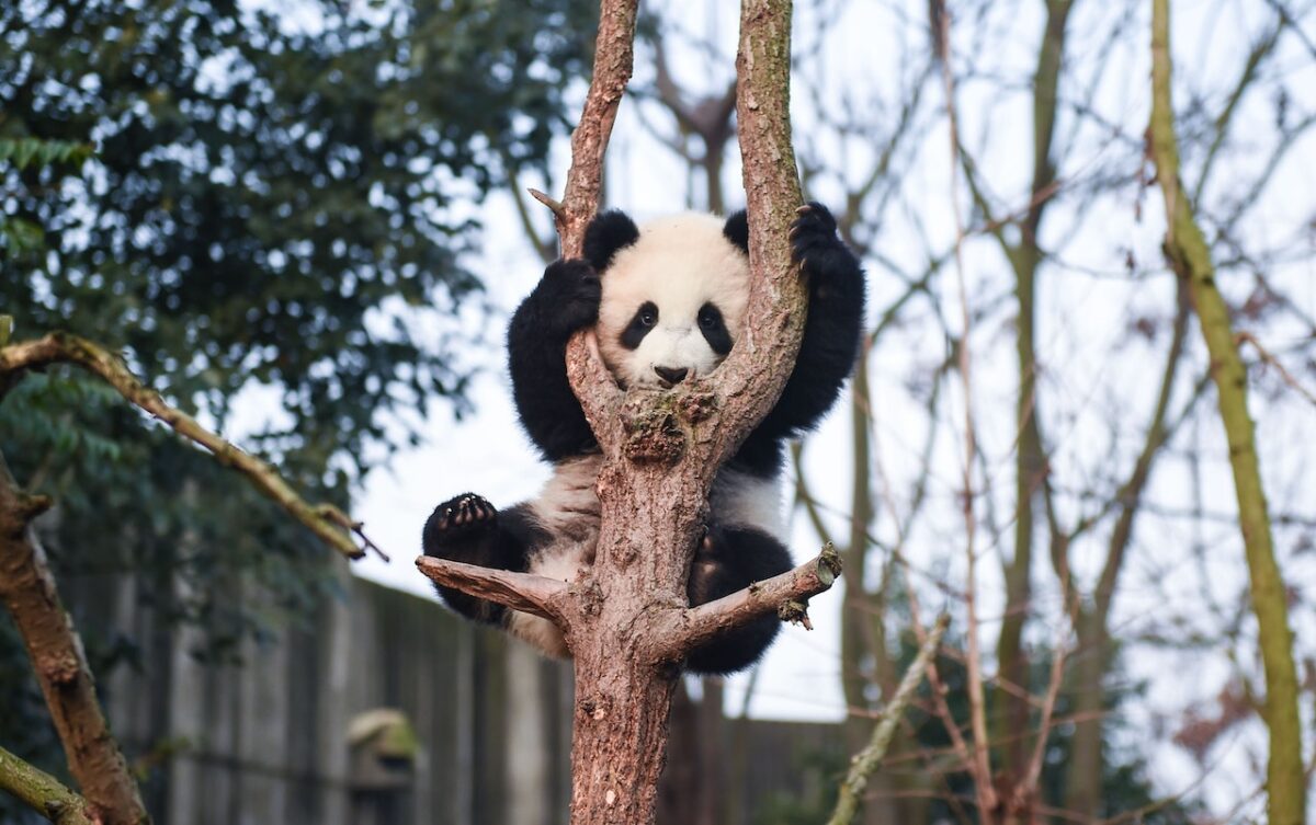 Coccolare i panda è la principale mansione-proiezionidiborsa.it