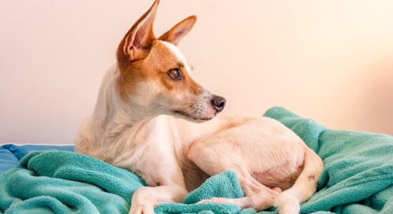 Come capire se cane e gatto soffrono per i botti