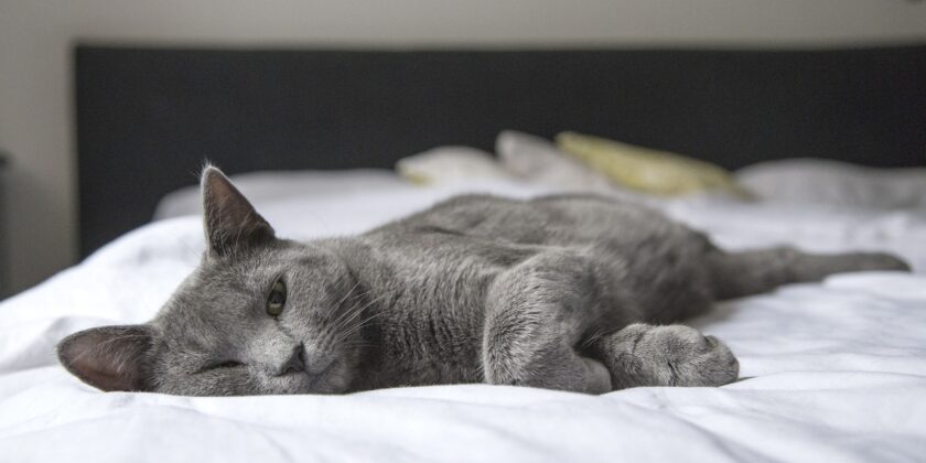 Come capire se il gatto ha mangiato la Stella di Natale-proiezionidiborsa.it
