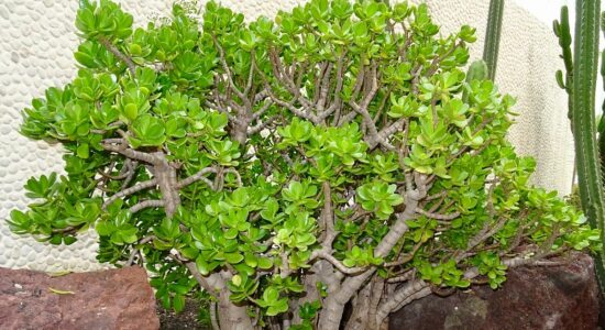 Come curare l'albero di giada