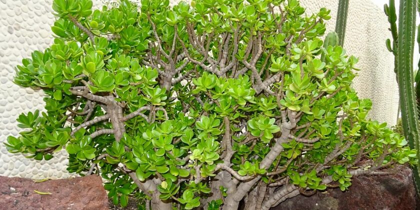 Come curare l'albero di giada