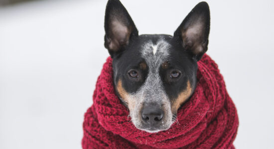 Come difendere il cane dal freddo