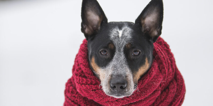 Come difendere il cane dal freddo