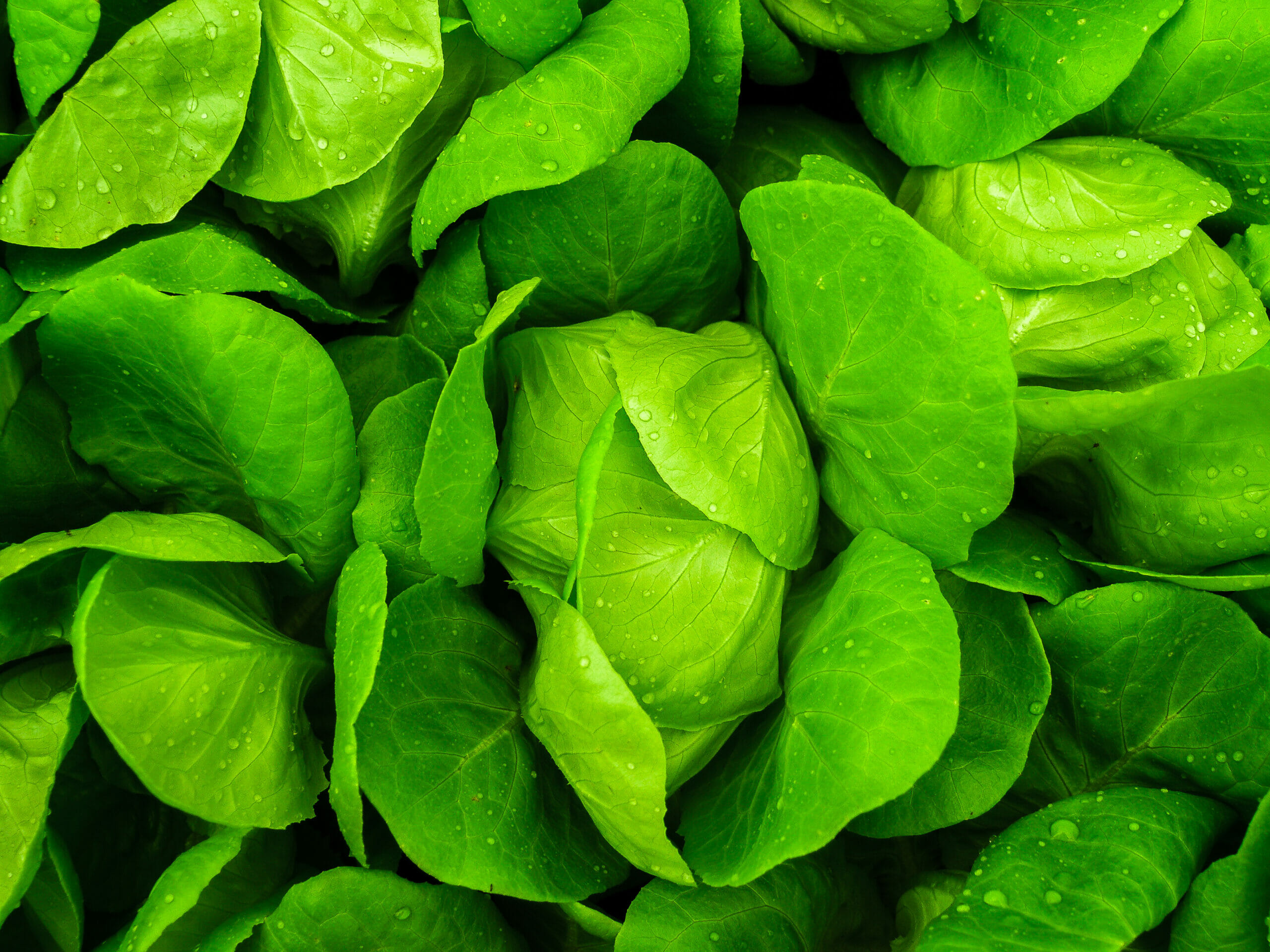 Come prima mossa lessiamo gli spinaci (o altra verdura) e li lasciamo colare e raffreddare