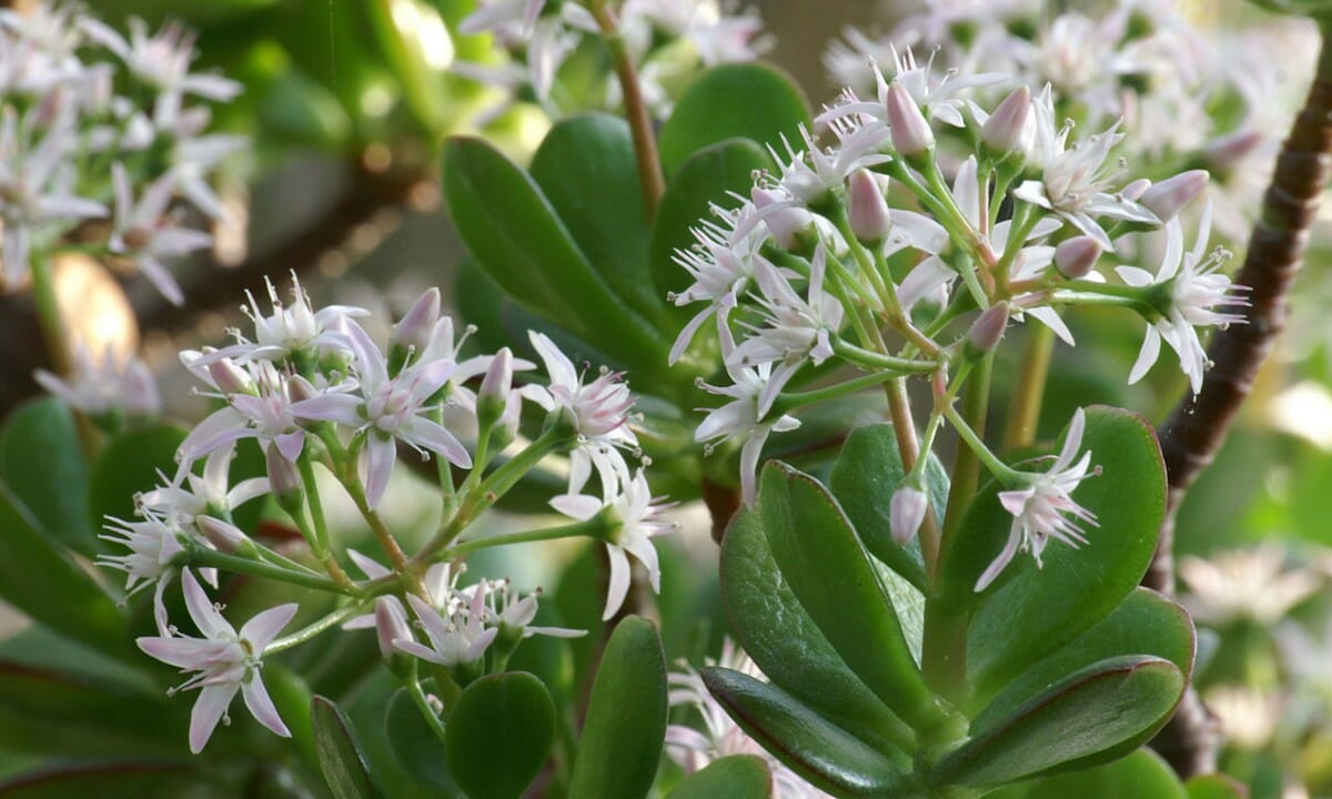 Deliziosi fiorellini a forma di stella
