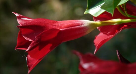 Dipladenia con foglie macchiate o marroni-proiezionidiborsa.it