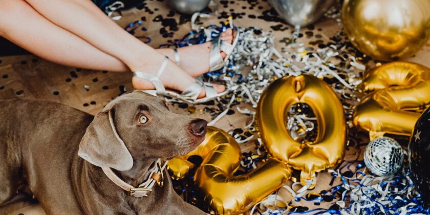 Felicità e sicurezza anche per il proprio cane