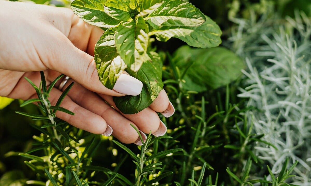 Foglie di menta e rosmarino