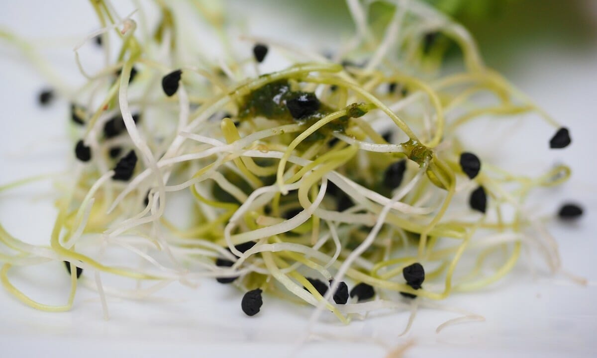 Germogli di erba medica