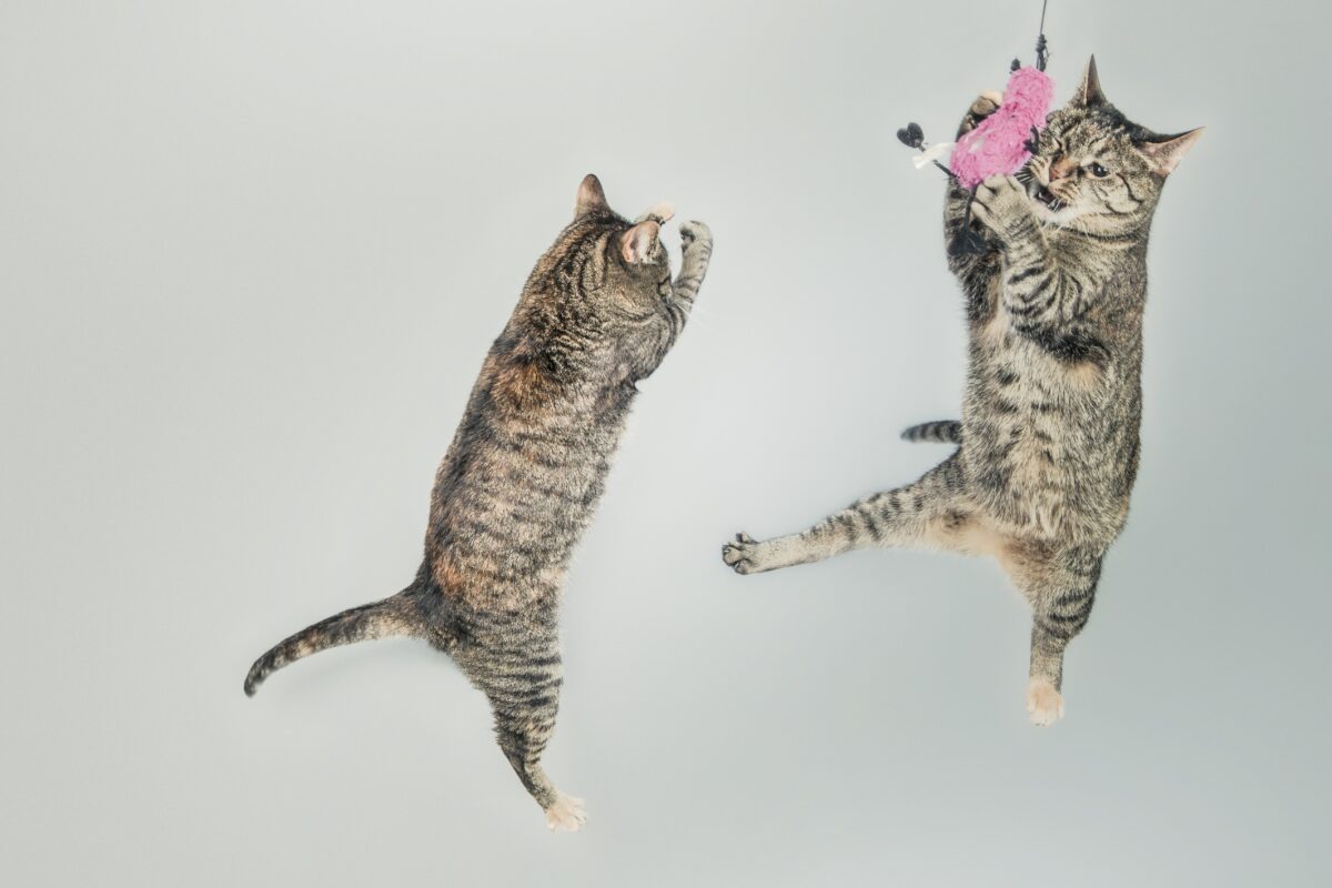 Gli animali sono protagonisti di comportamenti curiosi e che a prima vista non riusciamo a decifrare