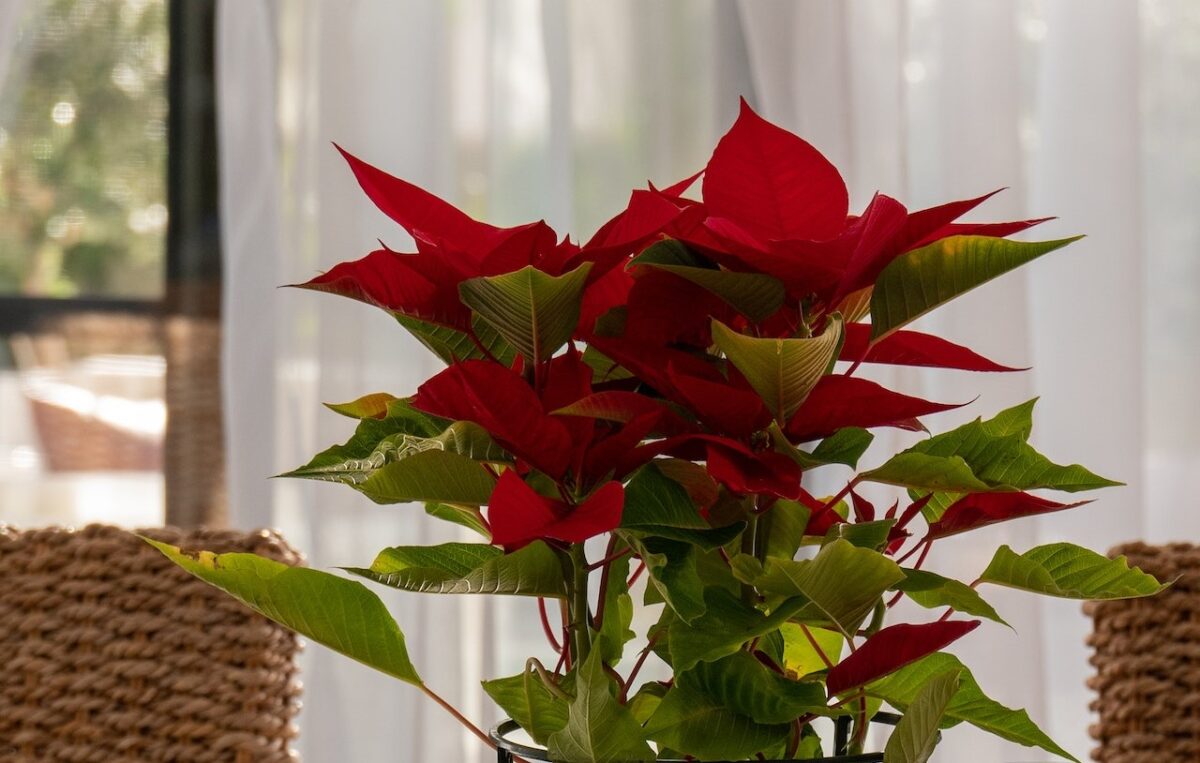Grandi quantità di Stella di Natale potrebbero portare anche alla morte-proiezionidiborsa.it