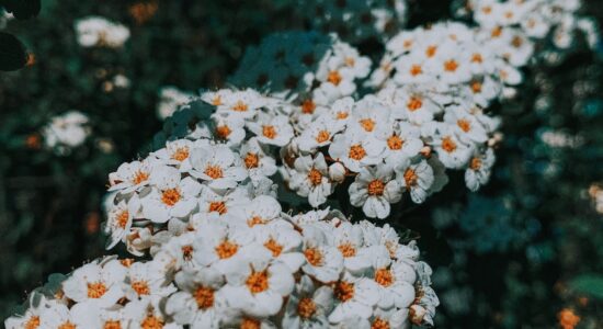 I fiori che consentirebbero di avere un ciclo mestruale più regolare