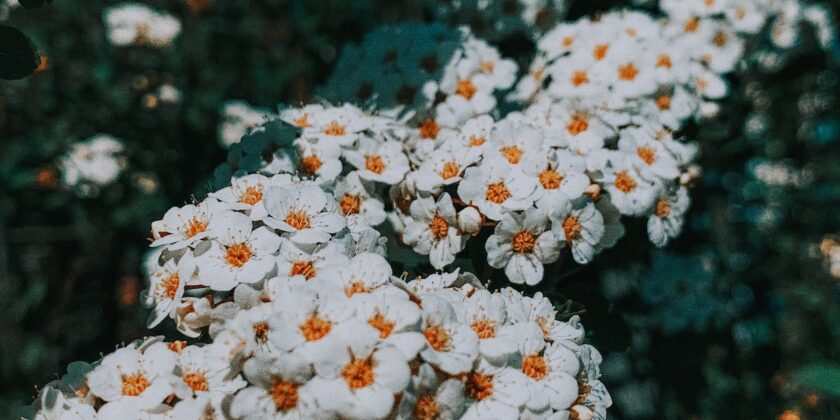 I fiori che consentirebbero di avere un ciclo mestruale più regolare