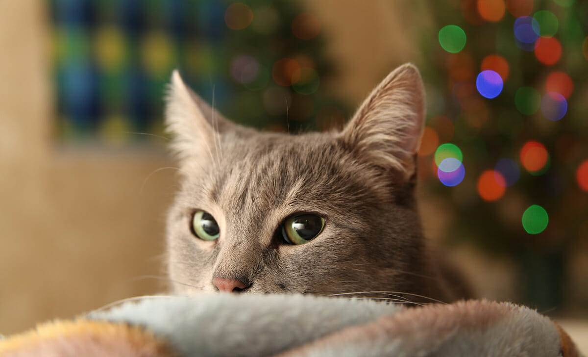 I gatti possono pensare di fare dei dispetti o semplicemente dare sfogo alla curiosità