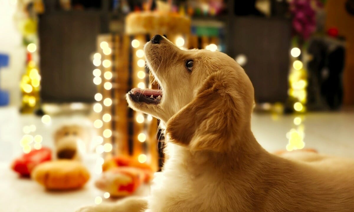 I petardi sono molto pericolosi anche per gli animali