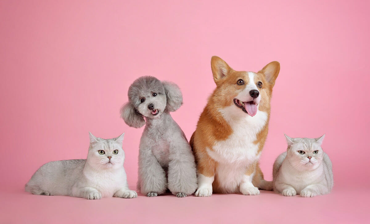 I regolamenti comunali indicano il numero massimo di cani e gatti che possiamo tenere in casa