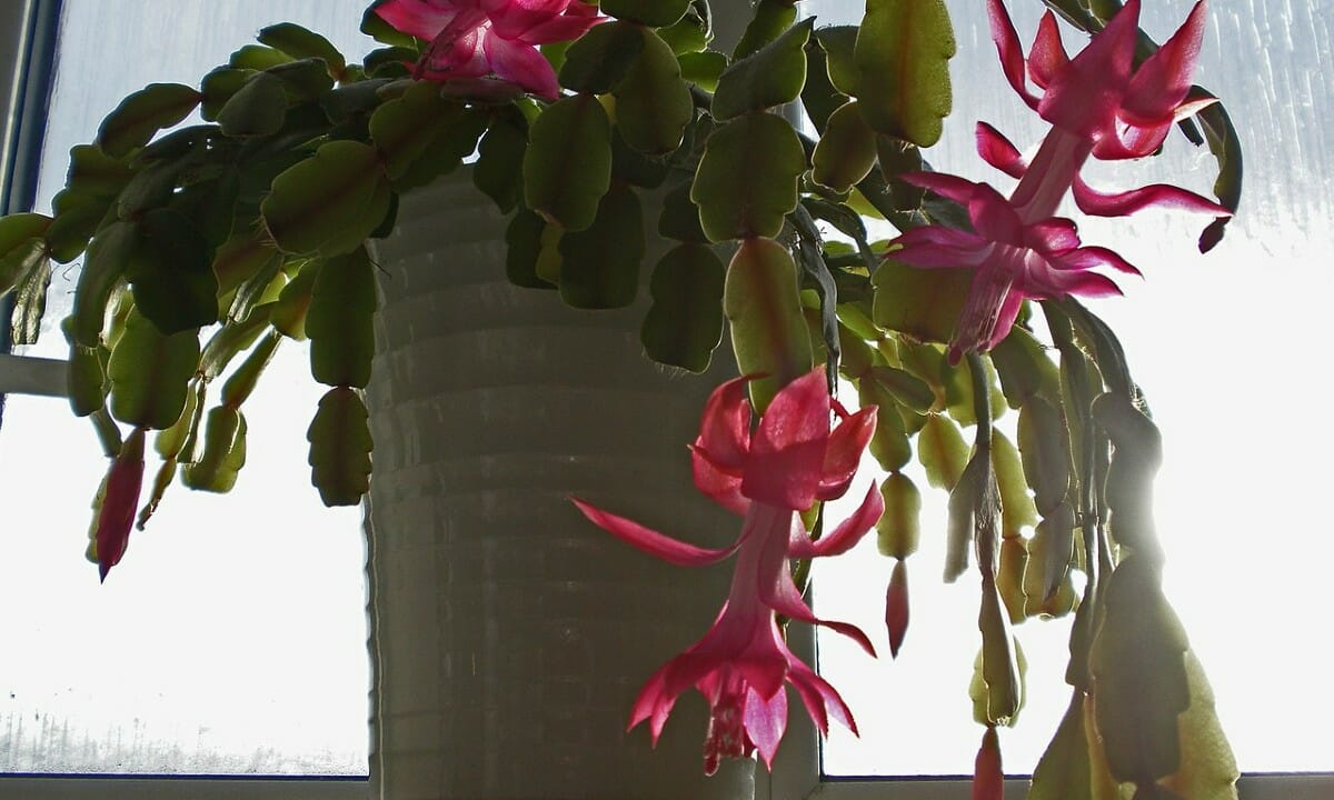 Il cactus di Natale