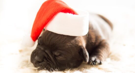 Il canettone o il canendario sono simpatici regali di Natale