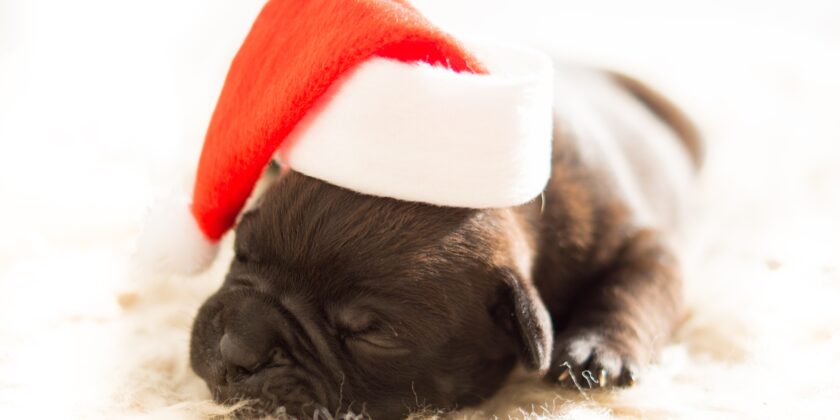 Il canettone o il canendario sono simpatici regali di Natale