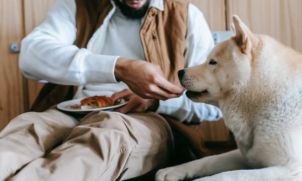 Il nostro cane potrebbe essere intollerante al lattosio