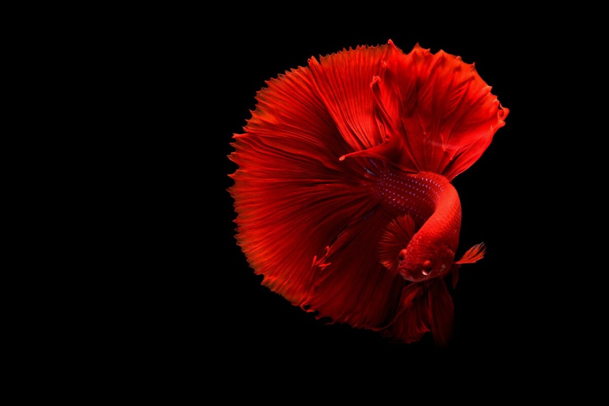Il rosso, simbolo di fortuna-proiezionidiborsa.it