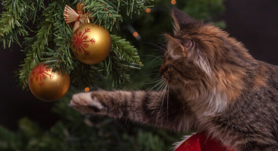Il tuo gatto può aver mangiato l’albero di Natale