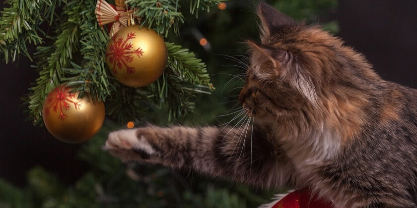 Il tuo gatto può aver mangiato l’albero di Natale