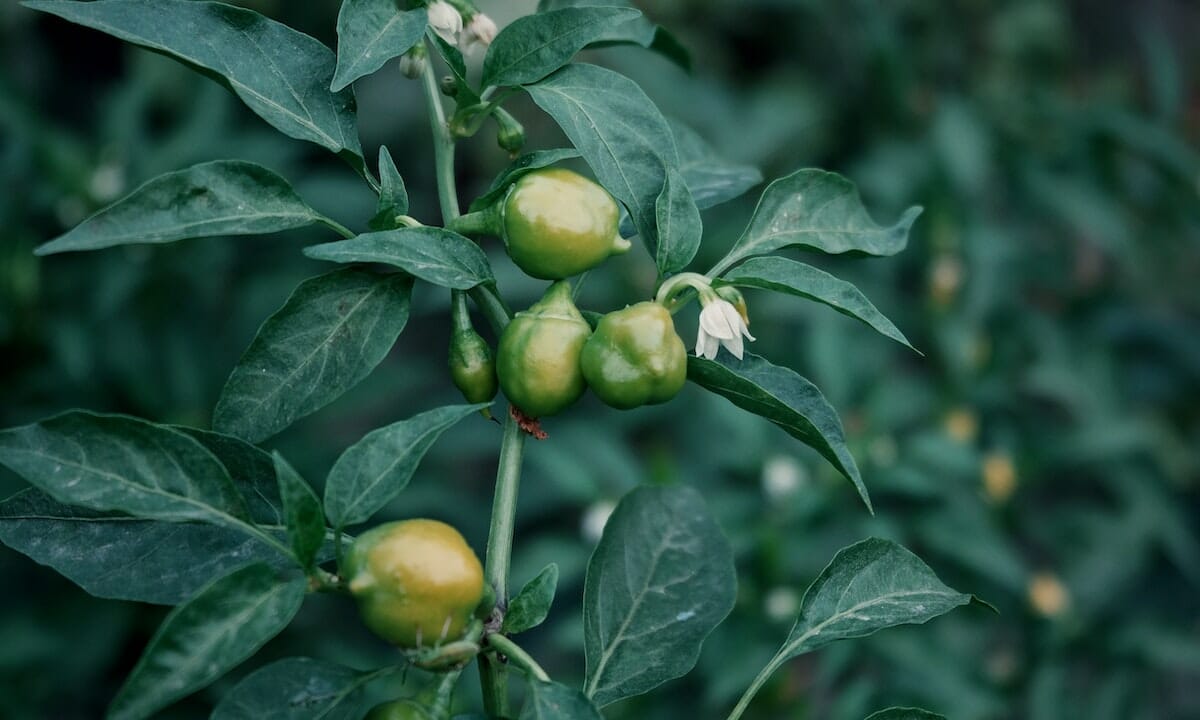 In certi casi i frutti arriveranno in autunno