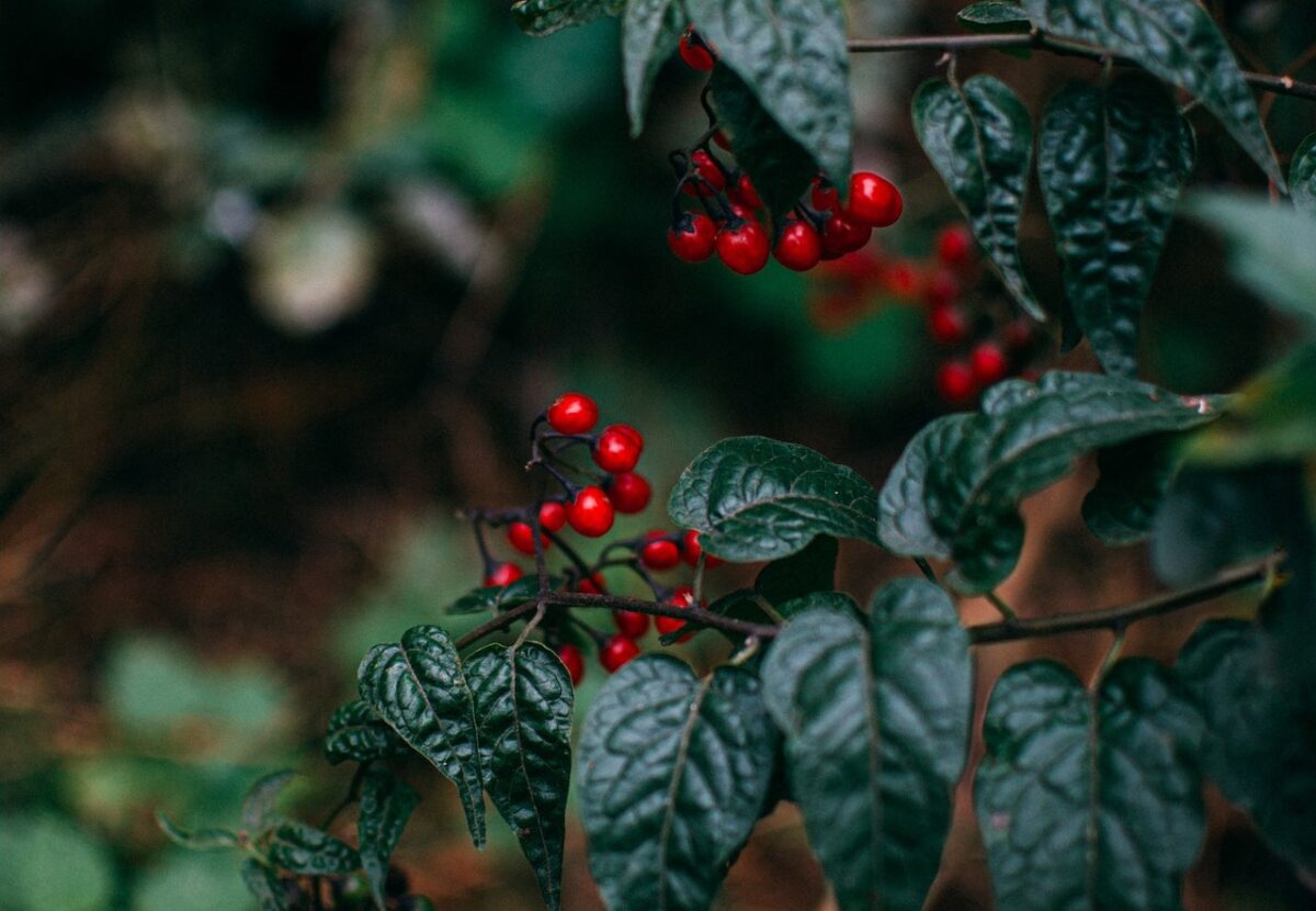 La Nandina è una bella pianta sempreverde-proiezionidiborsa.it