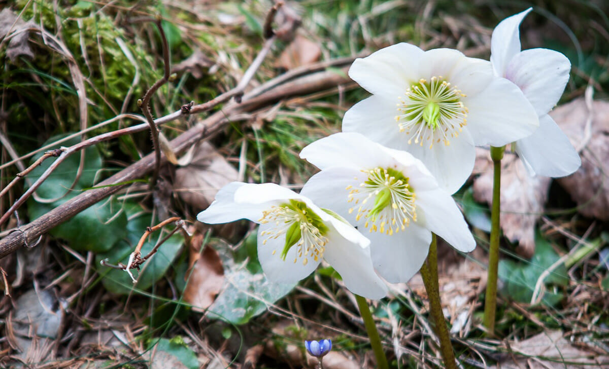 La rosa di Natale ha magnifiche fioriture invernali