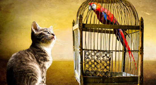 L’animale domestico che vive più a lungo