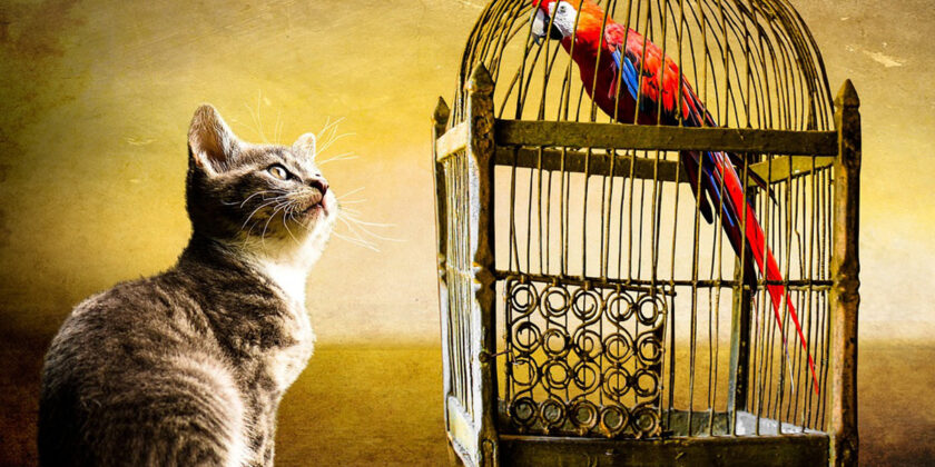 L’animale domestico che vive più a lungo