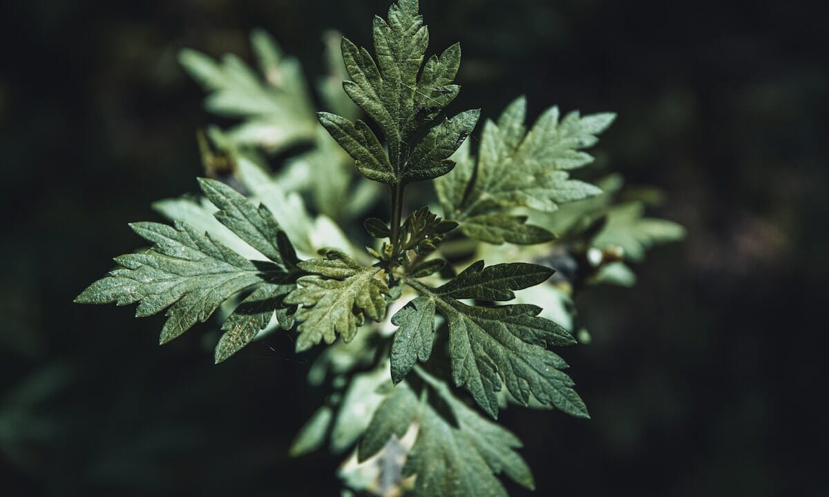 L'artemisia è una pianta molto salutare