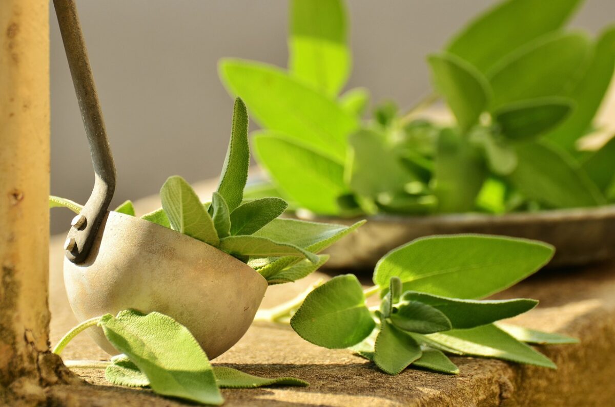Le foglie della salvia, macinate o essiccate, hanno un aroma pungente