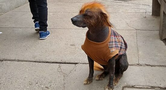 Le inimmaginabili razze di cane