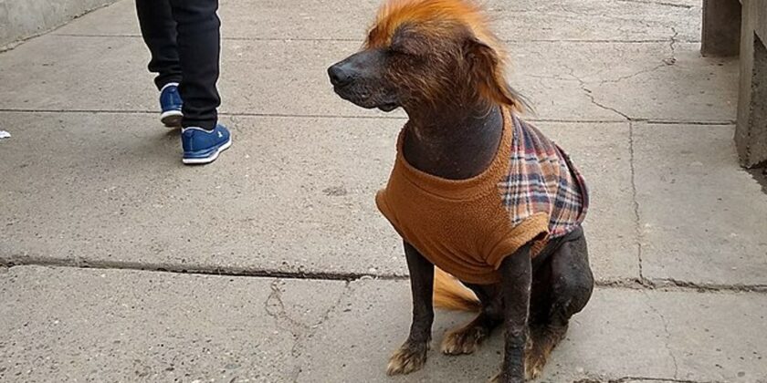 Le inimmaginabili razze di cane
