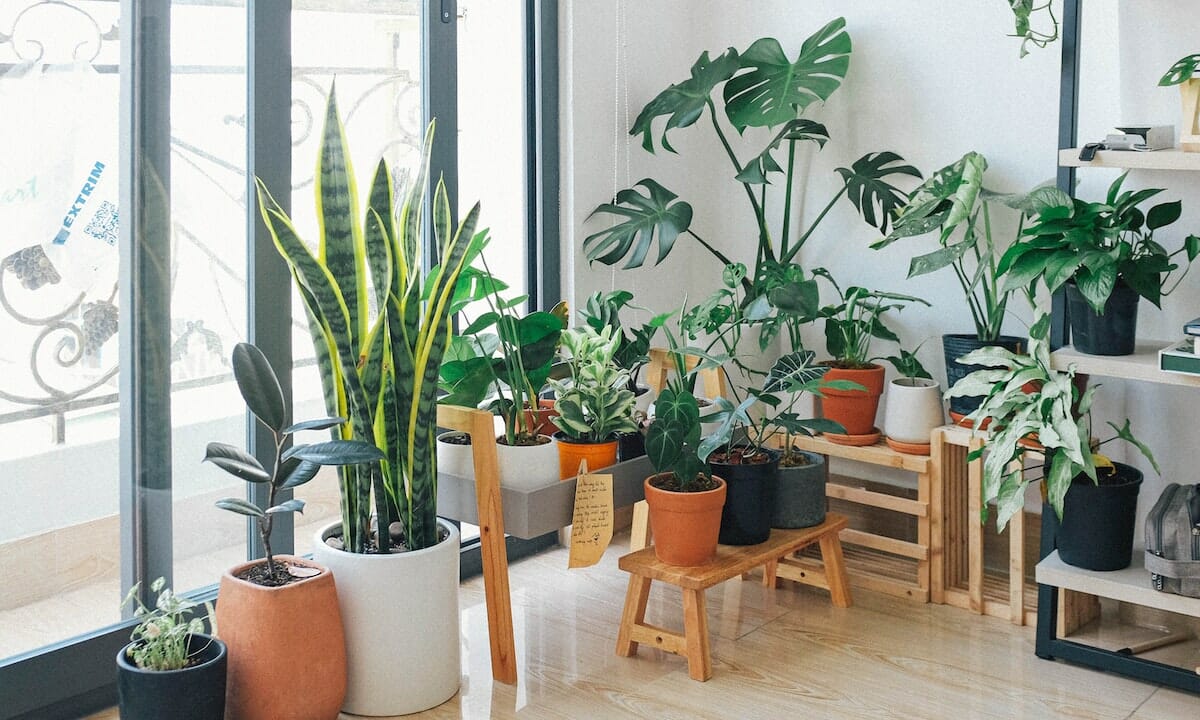 Le piante sono un'ottima decorazione per la casa