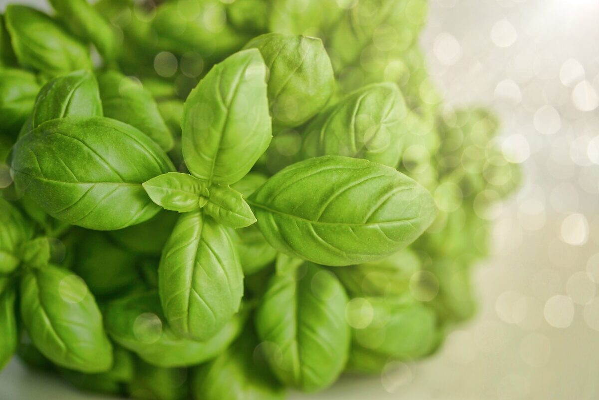 Le profumatissime foglie del basilico si impiegano preferibilmente fresche