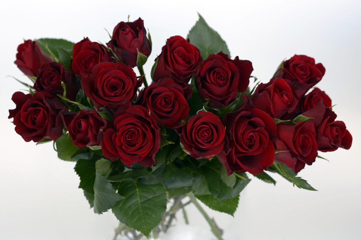 Le rose scarlatte diventano simbolo di una relazione autentica, longeva e capace di resistere a tutti i possibili momenti di crisi.